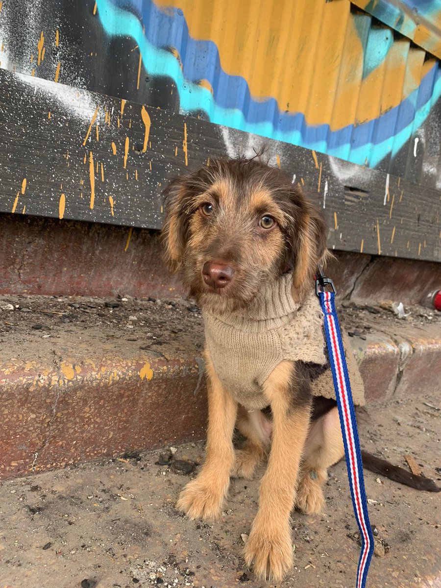 urrutia_sonia's tweet photo. Cachorro rescatado, lo dejaron amarrado en la calle😰 busca familia, 3 meses App, será mediano a grande 56 9 9670 6359 https://t.co/Rjzipgn2ED