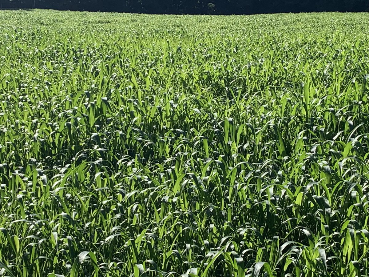 All it took was some moisture to get them to start stretching their legs!!  GW 400 Forage sorghum and delayed maturity sorghum#speareseeds#cowchow,#watch-itgrow.