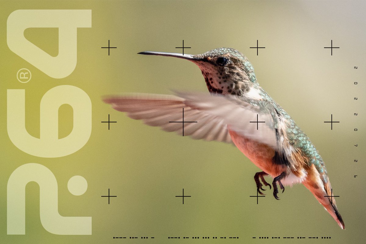 psixtyfour's tweet image. ハチドリ２０２２０７２６
#planetearthtransmissions #california #justpassingthrough #hummingbird #tranquilitybase ＃ハチドリ

＃progressions