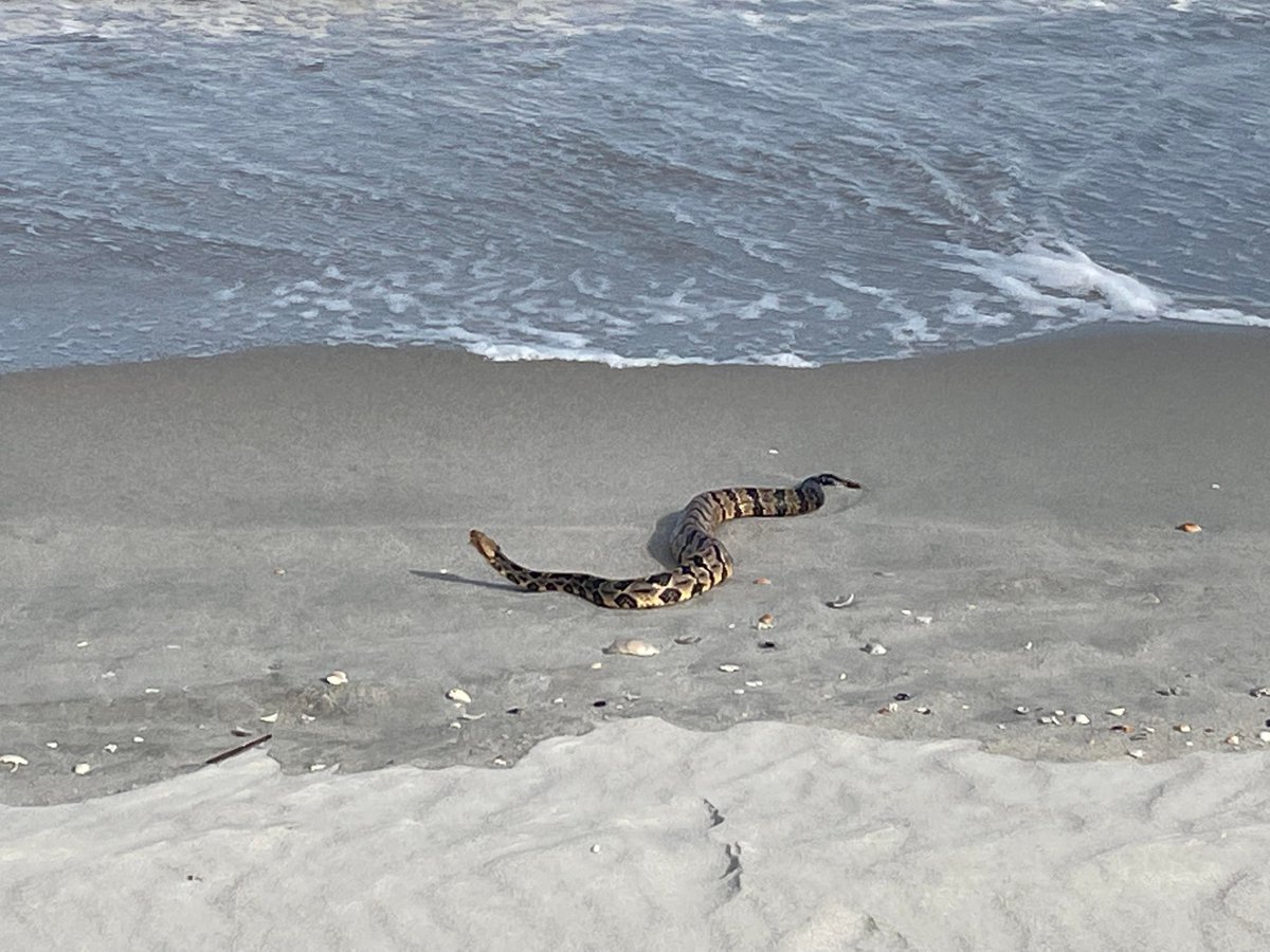Ed Piotrowski on Twitter "A few photos of the rattlesnake in the surf