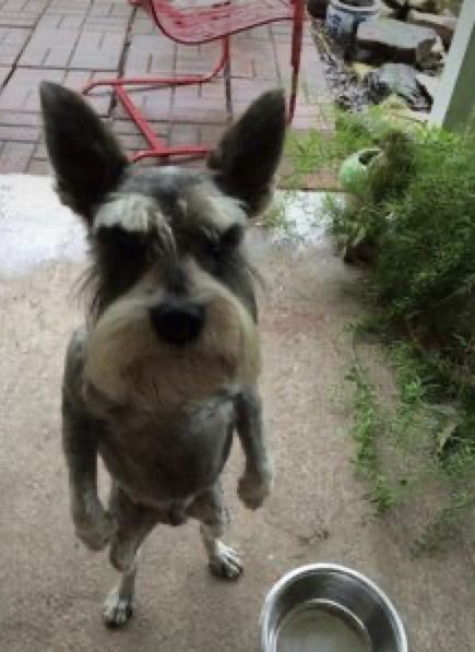 GriffinsAndroid's tweet photo. @FurkinPetIns https://t.co/qqy6IvxT33