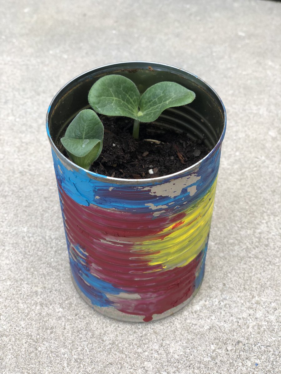 Hey <a href="/IndianaMuseum/">Indiana State Museum and Historic Sites</a>! Not even one week out from Wacky and Wonderful camp and our pumpkin seed has sprouted! Check it out! 🌱