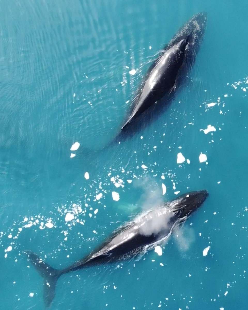 Ready to cool down this summer? ❄️ Visit bookhuman.travel to have one of our real human #travel consultants design a journey to the ends of the earth on a polar-class ship with @atlasoceanvoyages. #bookhuman