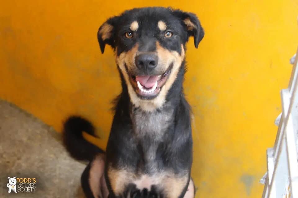 tws_pk2's tweet photo. We know the chances are slim but can only try. Jack is fully healed and is an absolute sweetheart. We are looking for a home or a safe place where he can live out his life. I would bring him to the UK but sadly have a backlog. So if in Pakistan could you offer him a home please https://t.co/E8WkiXjB2J
