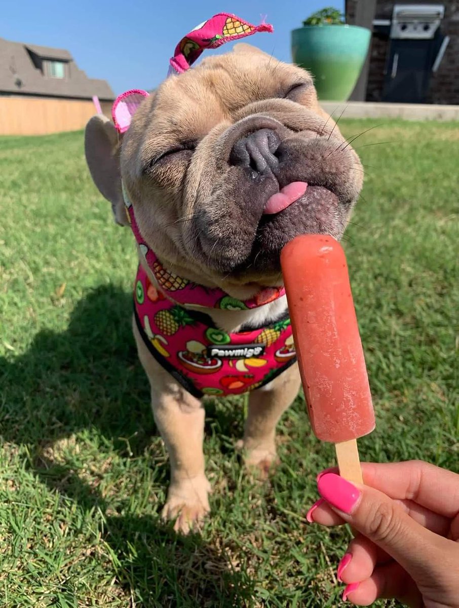 dog_rates's tweet photo. This is Oakley. He just had his first ever pupsicle lick. Savoring this moment before going back for round two. 13/10 https://t.co/cqq1KGuoLr
