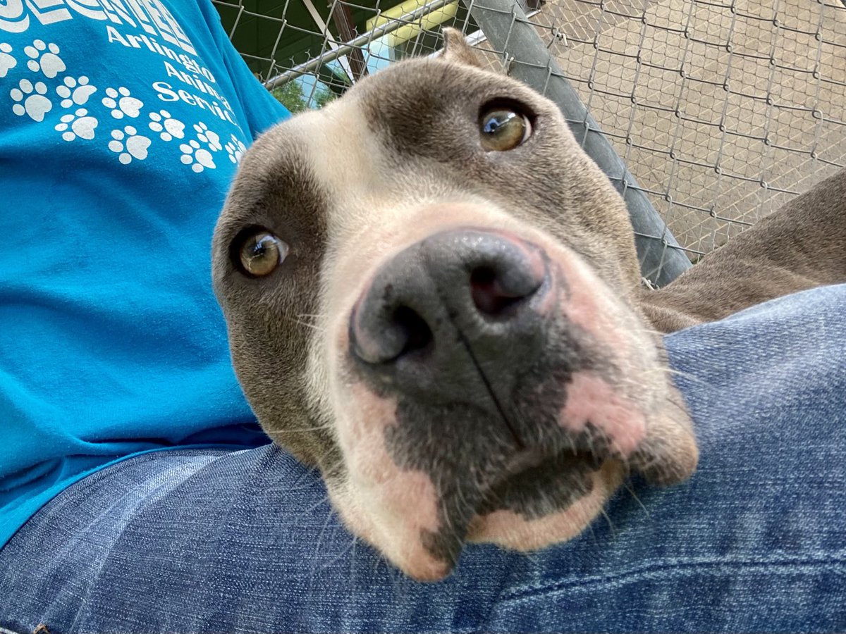 Mark Schnyder (@markschnyder) on Twitter photo Triple Play! 😉 Three super dogs I’ve gotten to know <a href="/CityArlington/">City of Arlington, Texas- Animal Services</a> in recent weeks were adopted in the last two days! Woo hoo for Czar, Clarence and Heath! Enjoy the great lives y’all deserve! #RescueDogs #adopt #volunteer Triple Play! 😉 Three super dogs I’ve gotten to know <a href="/CityArlington/">City of Arlington, Texas- Animal Services</a> in recent weeks were adopted in the last two days! Woo hoo for Czar, Clarence and Heath! Enjoy the great lives y’all deserve! #RescueDogs #adopt #volunteer