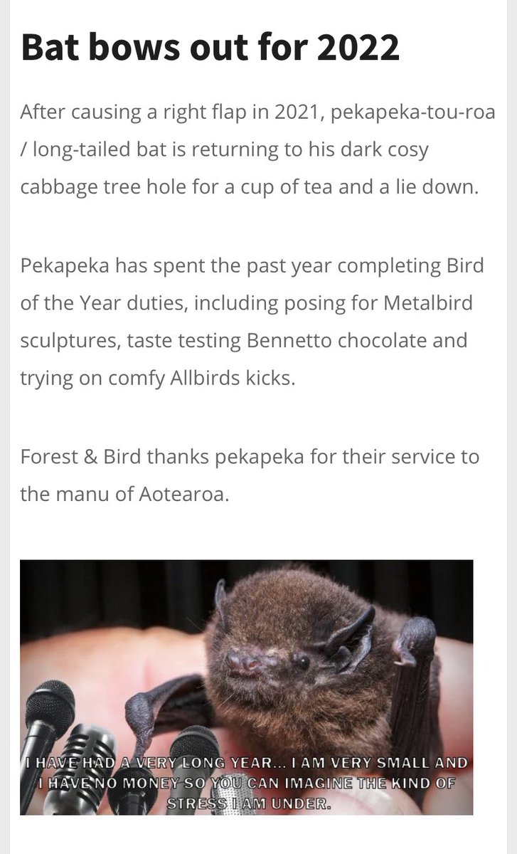 NZBatman's tweet photo. Pekapeka bows out as #birdoftheyear @Forest_and_Bird #nzbats #batspotting https://t.co/JqAAc7PpTS
