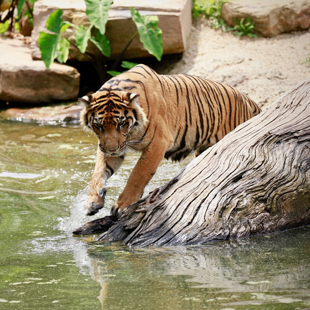 ZoosVictoria's tweet photo. One for the cat owners! 🐱 Head to our Safe Cat, Safe Wildlife blog for our Carnivore Keeper's suggestions on keeping your little cat stimulated and enriched while safe at home:  https://t.co/ZncchU5Q8n
Safe Cat, Safe Wildlife is a joint initiative with @rspca_vic for cat lovers! https://t.co/VJmAgyJYhg