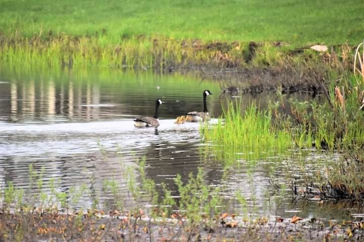 Out with the family!
#geese #nature #birds #outdoors #HikeMoreWorryLess #livehappy