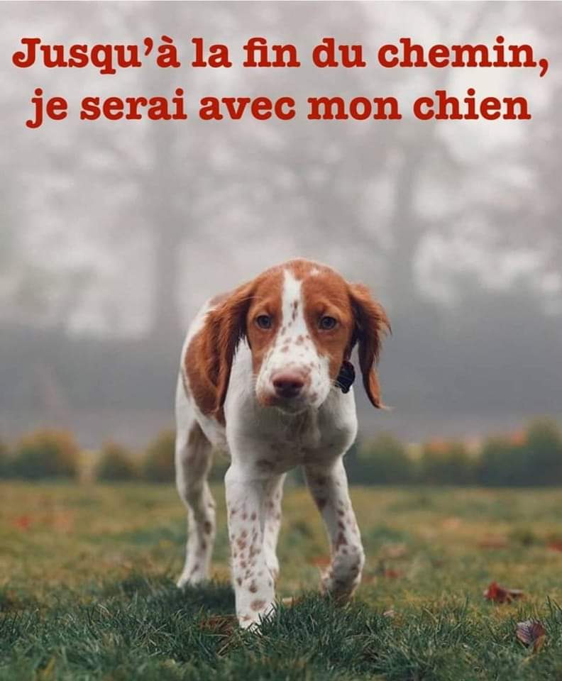 animal__passion's tweet photo. Jusqu'à la fin du chemin , je serai avec mon chien 🙏😍 https://t.co/JumeA2g4Fe