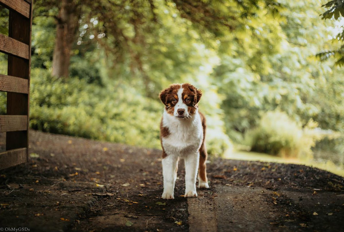 OhMyGSDs || OMyAussie tweet media