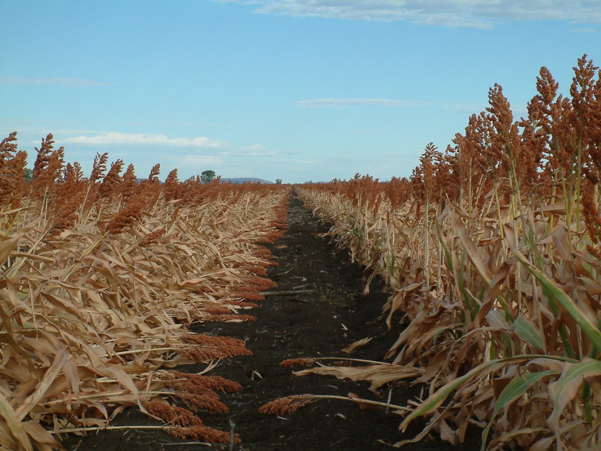 Fully funded PhD scholarship in Australia to investigate the use of genomic prediction for lodging in sorghum. This project will integrate GP, physiology, HTP phenotyping and crop modelling supervised by myself Mark Cooper Graeme Hammer and <a href="/EmmaOmics/">Emma Mace</a> graduate-school.uq.edu.au/project/genomi…