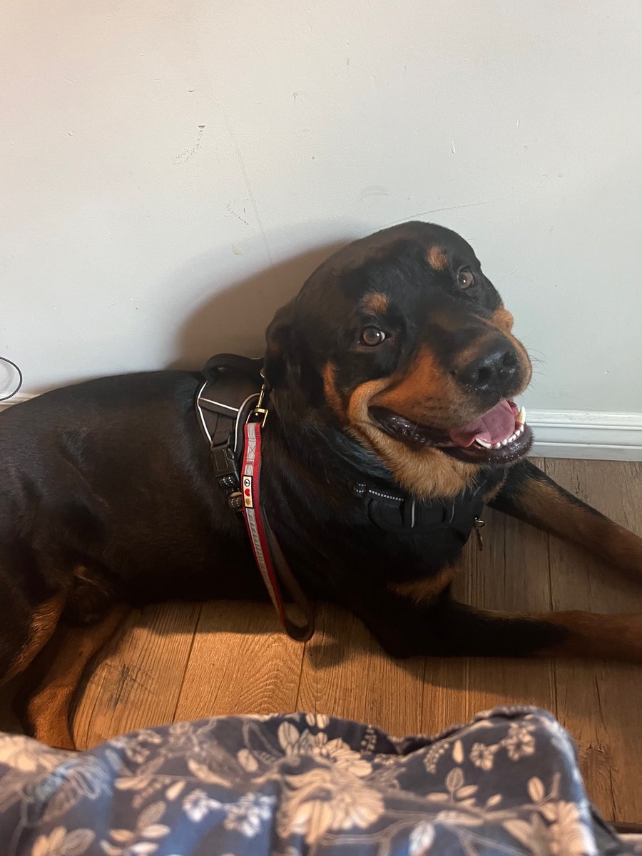 Many people comment on what a “smiley” dog Teddy is!