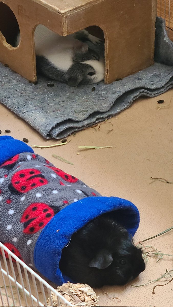 DAISYLittleOne1's tweet photo. Hoom just came home from an overnight, #collegehoom took care of us, and found us all sleeping. #MsDaisy #BigSisMerida #babyPhoebe #ReignandAthena #fosterpiggies #fostergirls @halfrescue https://t.co/rqsWMqiKSA