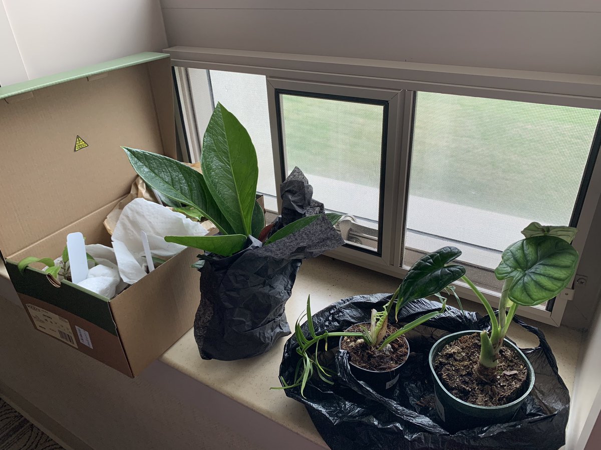 When you’re vacationing and conferencing on the same trip, your plant shopping results have to hang out in the hotel window for a couple of days 😊#HouseplantHour