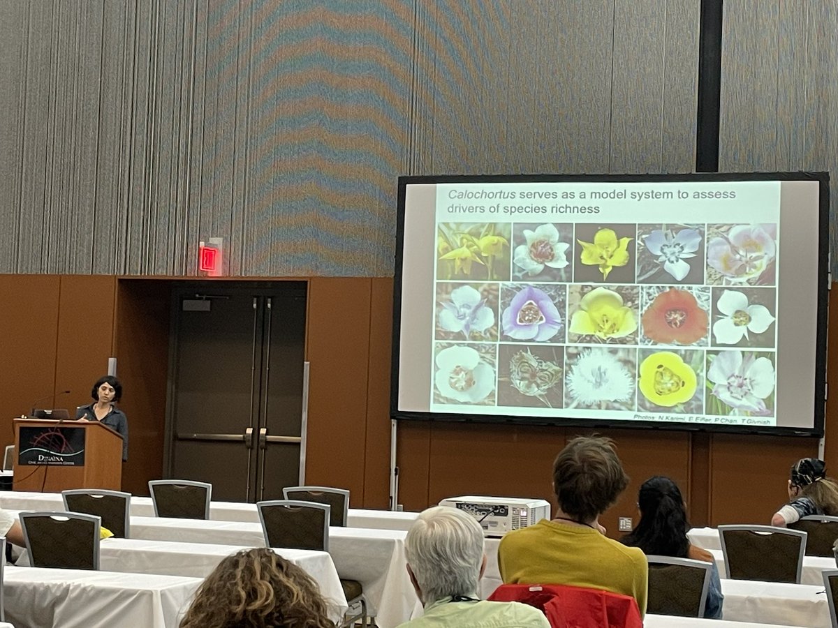 Lagomarsino_L's tweet photo. Finally caught a #Calochortus talk at #Botany2022! Nissan Karimi @UWBotany gave an excellent talk on very thorough #biogeography in the mariposa 🦋 lilies, showing strong biogeographic signal with the most geographically restricted subclade filling the broadest niche space 🏔. https://t.co/vE5Z7pjVkt