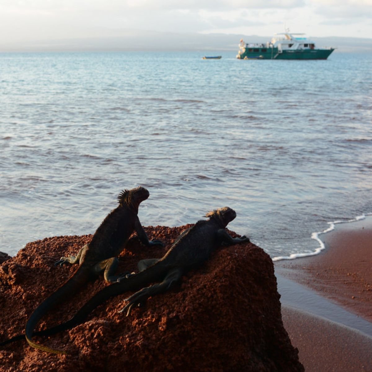 HappyGringo's tweet photo. #GalapagosIslands 🙌🐢 Rabida island has only one visitor site, but what it lacks in size it makes up for in variety.
😊👉 Read on for everything you need to know to plan your visit to Rabida Island. https://t.co/Fr9rS8aS93
#rabida #rabidaisland #galapagosislands #blog https://t.co/Y4IN6QN37k
