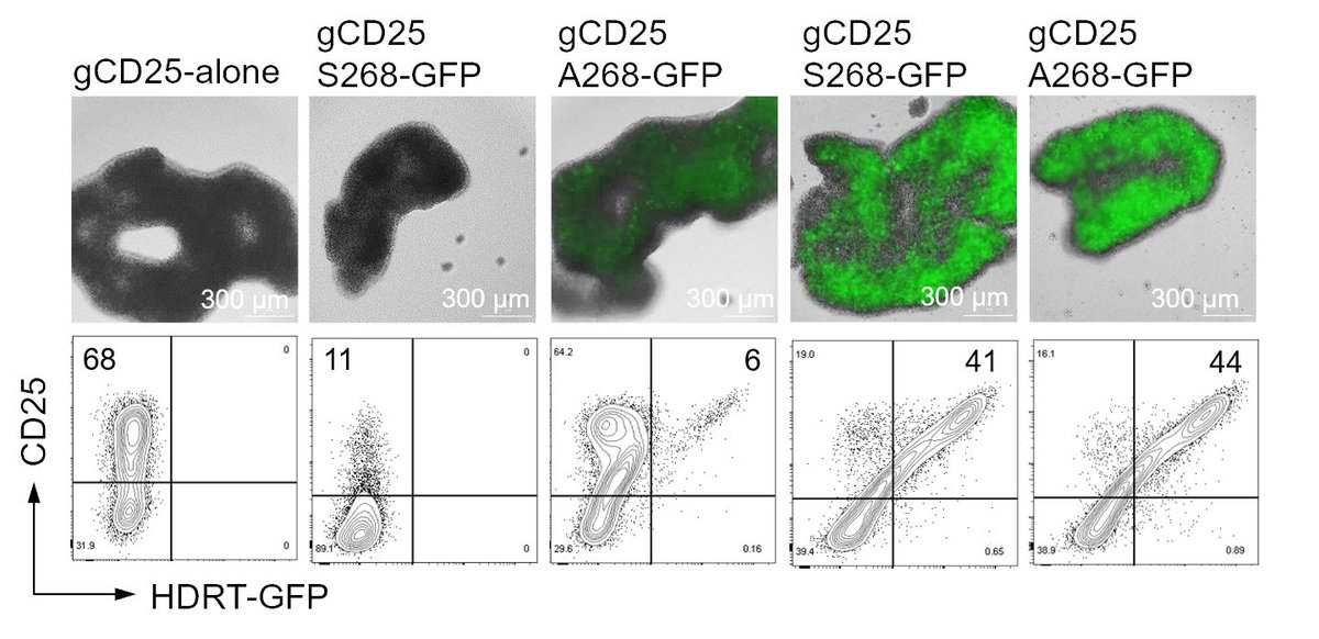 MuschenLab's tweet photo. Postdoc and postgraduate positions in our lab -genetic engineering of human immune cells and lymphoma in humanized mice. https://t.co/yFwEXk5pLC https://t.co/sMyfkQpVGv