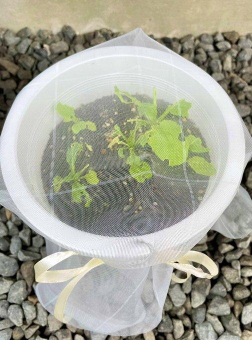 Twitterのコスプレ画像4