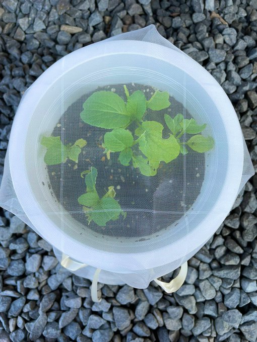 Twitterのコスプレ画像5