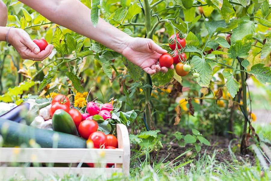 AIORealEstate's tweet photo. Did spring planting get away from you this year?
#TheNeilsonTeam #EXITRealtyAchieve #UnitedMortgage #AllinOneRealEstate https://t.co/rD6znBXvJ6 https://t.co/ZkzyOI3tlS