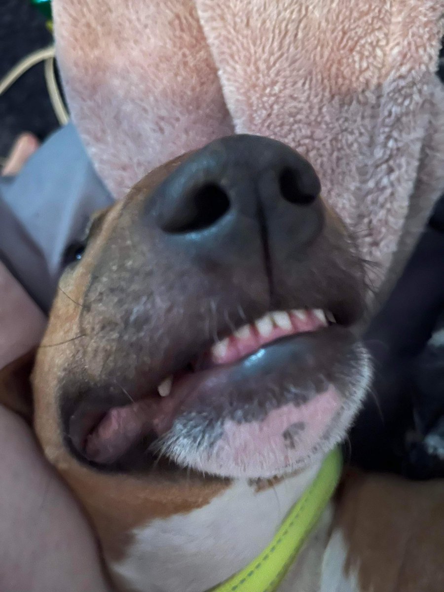 AugustusTheMini tweet media