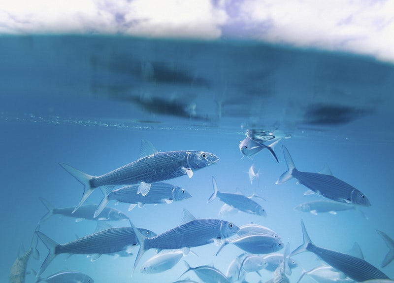 The Rare Fish Project tweet media