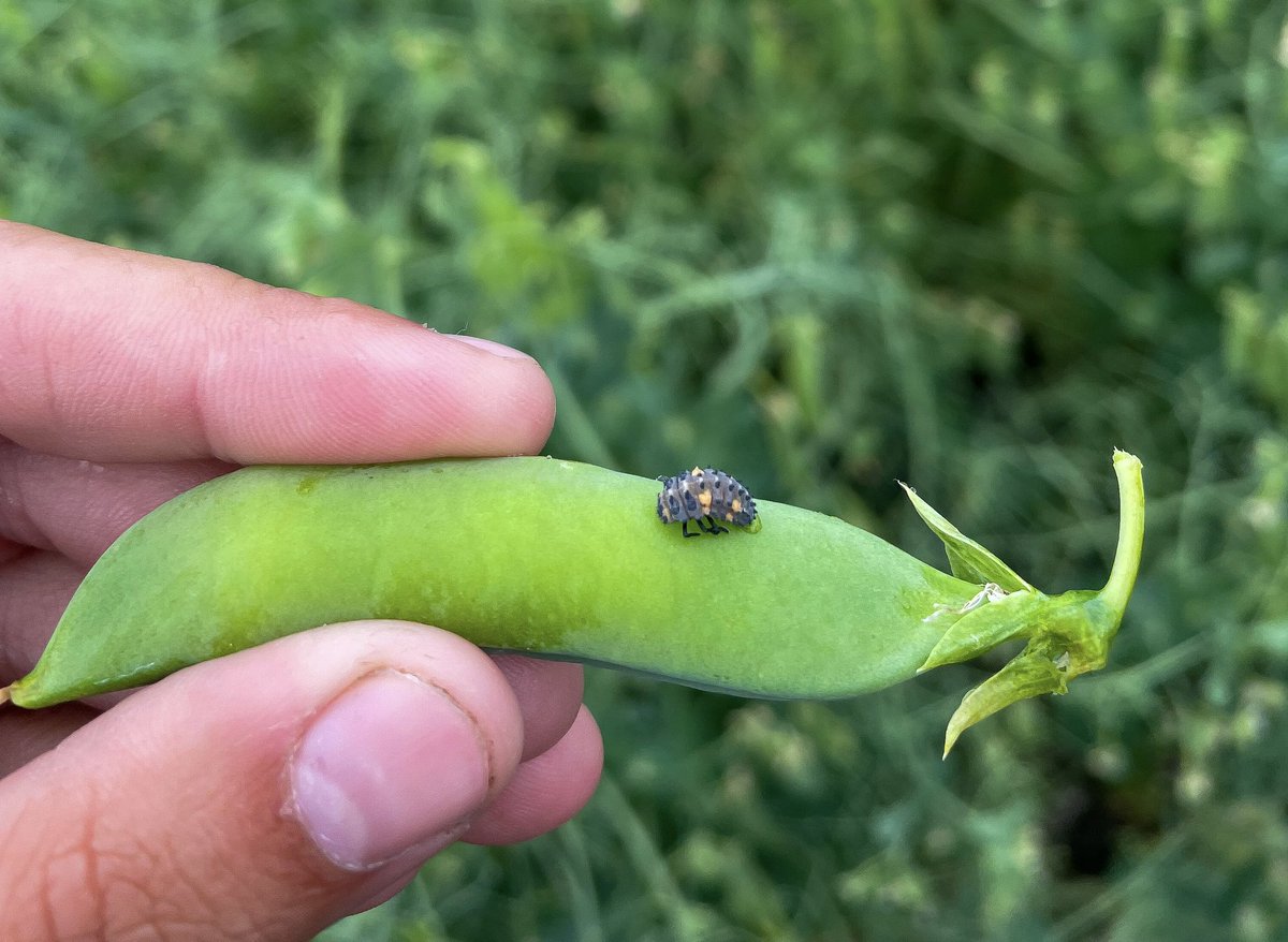 Courtney Meston tweet media