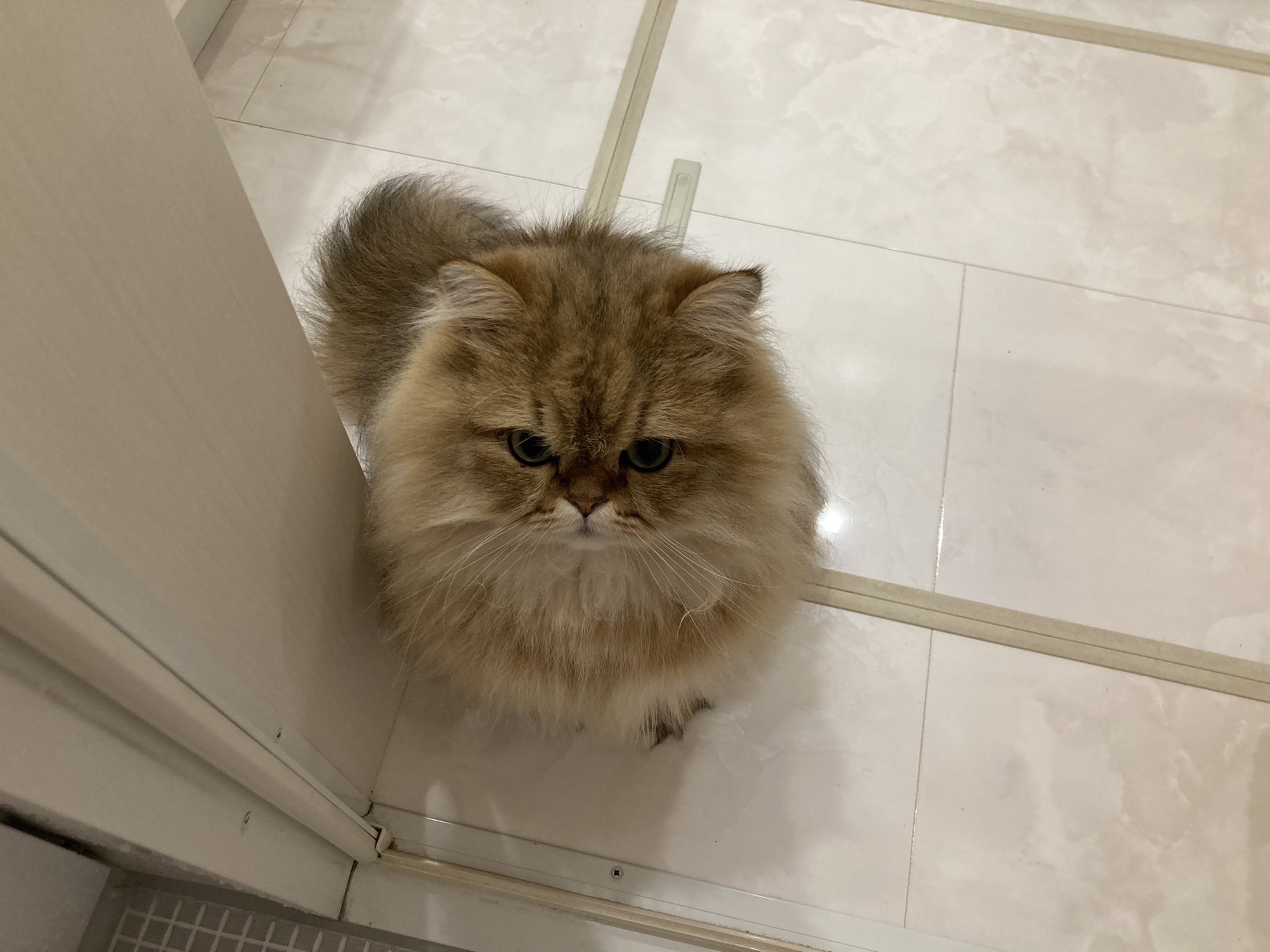 Uni 6 22 いってらっしゃい 猫好きさんと繋がりたい 猫 子猫 ペルシャ猫 チンチラゴールデン かわいい Cat T Co Ed6lbksvgk Twitter