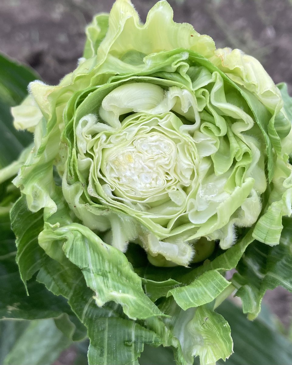 Two dominant mutants of Kn1 together make cabbage corn!