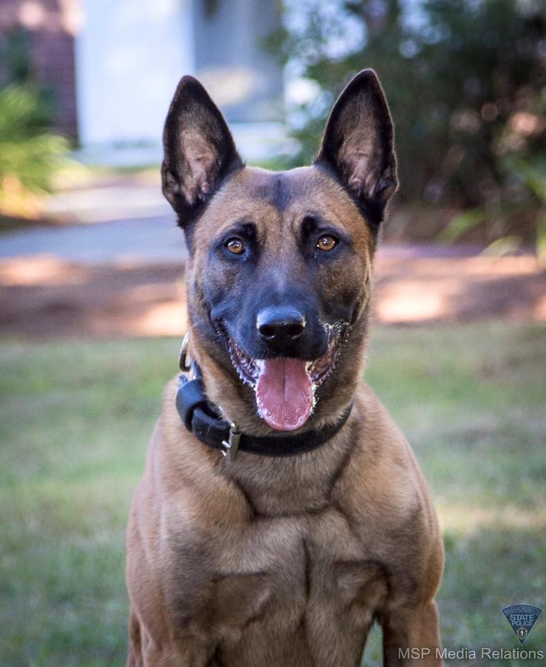 MassStatePolice's tweet image. Statement of Massachusetts State Police Colonel Christopher Mason on today’s K9 Line-of-Duty Death of MSP K9 Frankie:

facebook.com/MassStatePolic…
