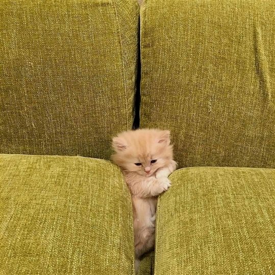 MsRobot4's tweet image. Trapped