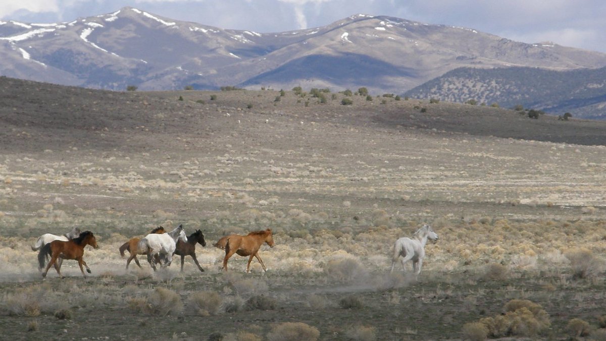 pferderesonanz's tweet photo. Triple B Complex (Nev.) update: 346 wild horses captured, 8 killed https://t.co/ZhIcwHbrHX https://t.co/z5r8rQxSQB