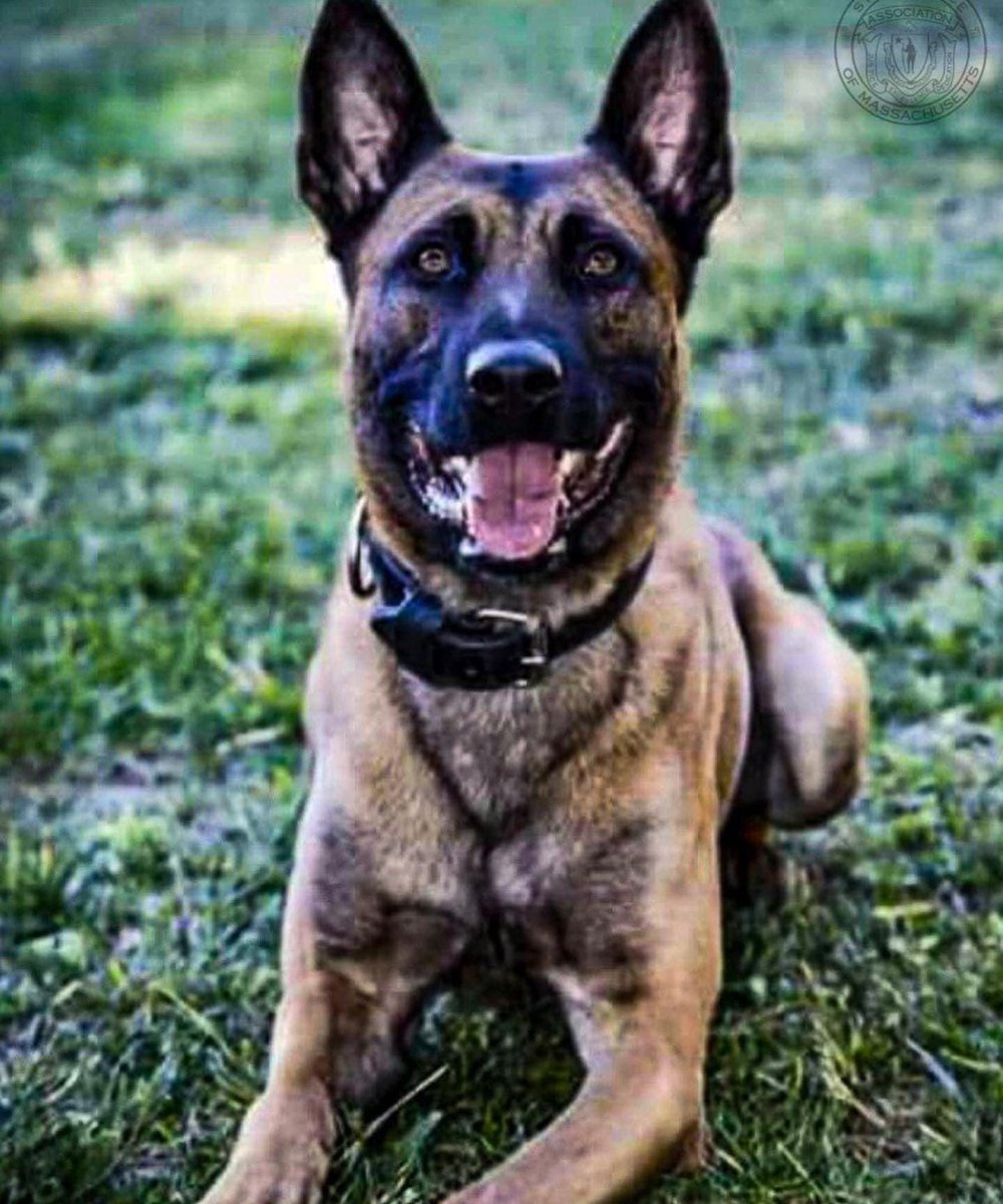 We were devastated to hear of  <a href="/MassStatePolice/">Massachusetts State Police</a> K-9 Frankie’s death in the line of duty today. On behalf of DFS and the dedicated EK-9s and AK-9s who work tirelessly alongside our investigators, he and his handler are in our hearts tonight.