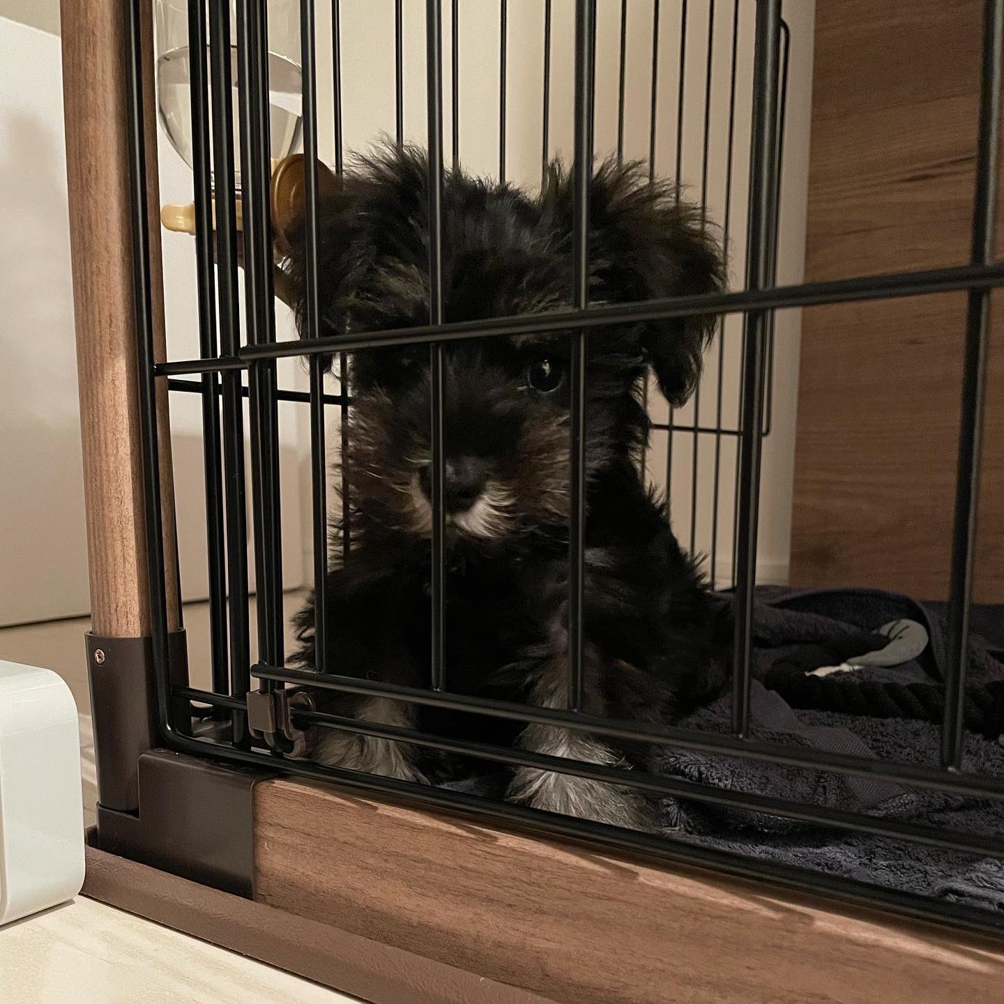 まめ こんなにちっころだったのに大きくなりました 今日はまめちハーフバースデー これからもすくすくと育ってね やんちゃ控えめで ミニチュアシュナウザー 犬のいる暮らし ハーフバースデー T Co 5yvucdgvdi Twitter