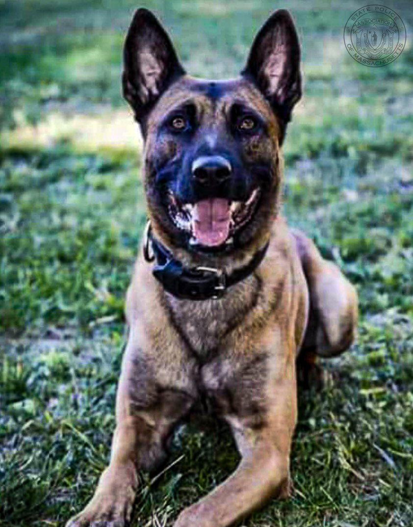 Earlier today, Massachusetts State Police K-9 Frankie was shot in the line of duty during a mission with the STOP Team in Fitchburg. He was rushed to Wachusett Animal Hospital where he tragically died as a result of his injuries.

facebook.com/10006482658293…