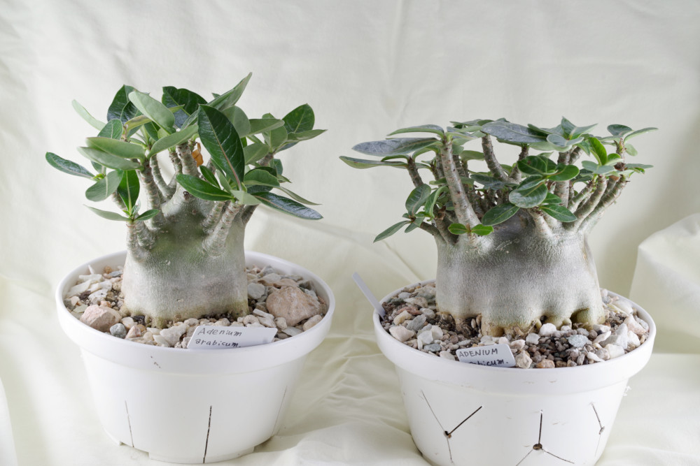 2000f10's tweet photo. 2つ有るアデニア アラビカム 左側のは手放します。#アデニウム #アラビカム #Adenium #arabicum #コーデックス #塊根 https://t.co/OGYhJdsfbM