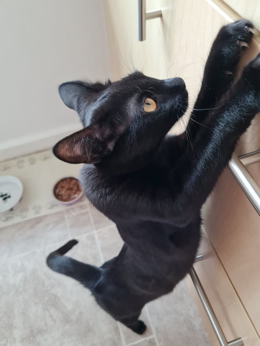 kateandgucci's tweet photo. Happy #ToonaTuesday furrends!
How iz efurryone today?
No rain here which is a pleasant change!
Here I am asking Mum for my 2nd dinner!!
Wif luv from princess Prada the mini panfur 🐈⬛ 🖤 🐾 xxx
P.S we iz going 2 sleepy sleeps now.
Nighty night 💤💤💤💤 xxx https://t.co/zVvQnCUFRU
