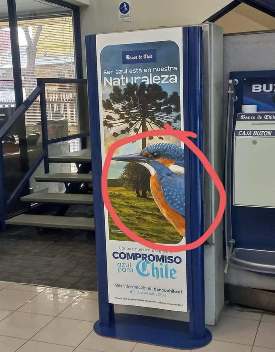 TeppaLuis's tweet photo. Díganle a @aluksicc que esa Araucaria es la Araucaria Brasileña y que ese Martin pescador no es Chileno más bien es una especie Europea/Africana, el chiste se cuenta solo... https://t.co/gissuRzx3Q
