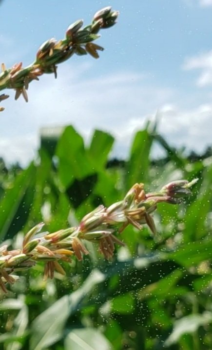 C & L Seed Production tweet media