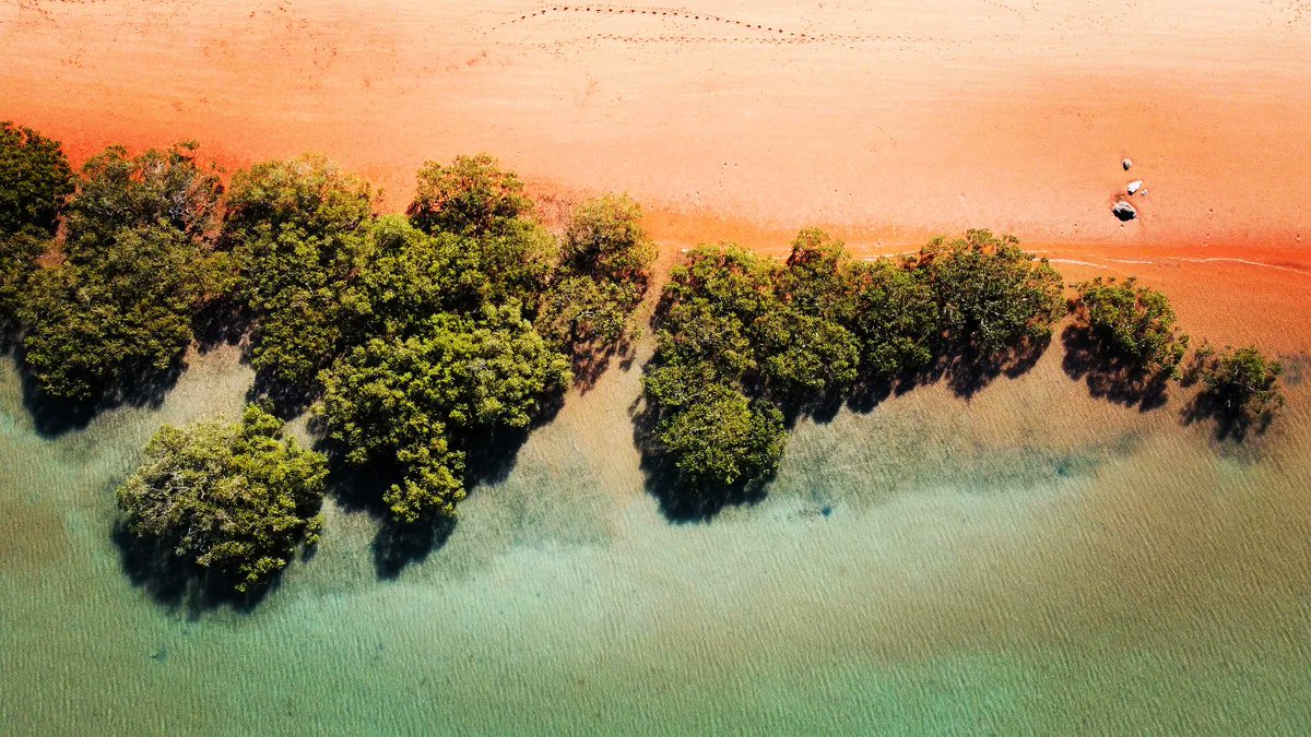 cssalinas1's tweet image. Happy World #MangrovesDay  #bluecarbon  #coastal #NbS