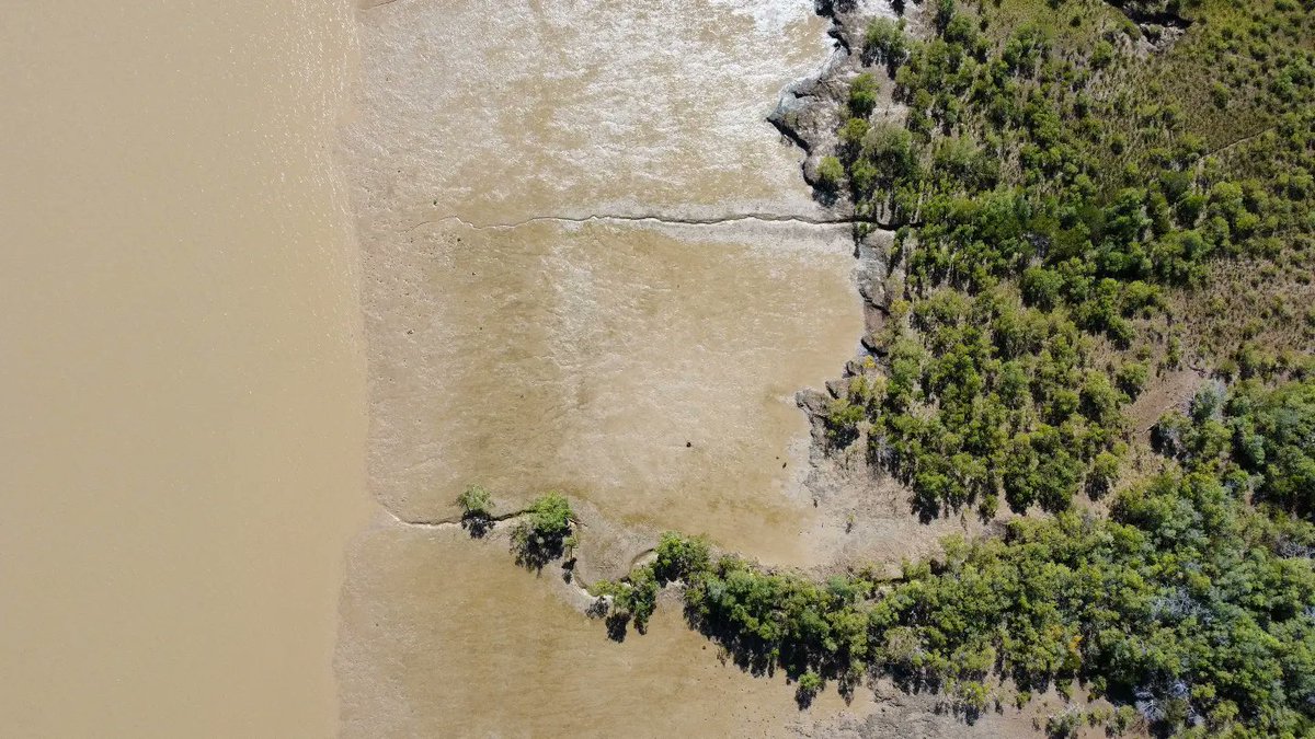 cssalinas1's tweet image. Happy World #MangrovesDay  #bluecarbon  #coastal #NbS