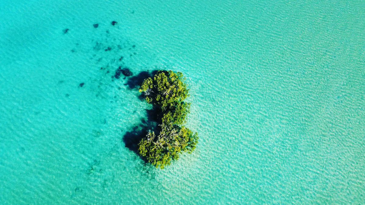 cssalinas1's tweet image. Happy World #MangrovesDay  #bluecarbon  #coastal #NbS