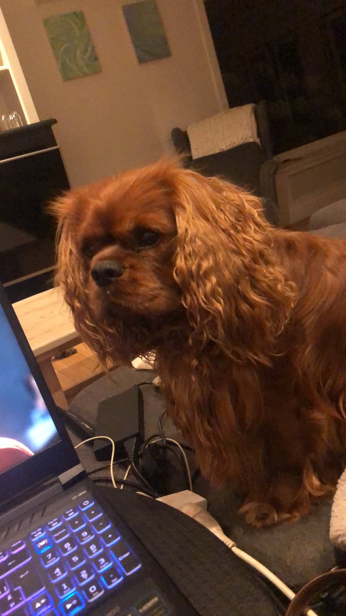 childfreemilf's tweet photo. Foto drop van mijn honden https://t.co/hADuMTJLOF