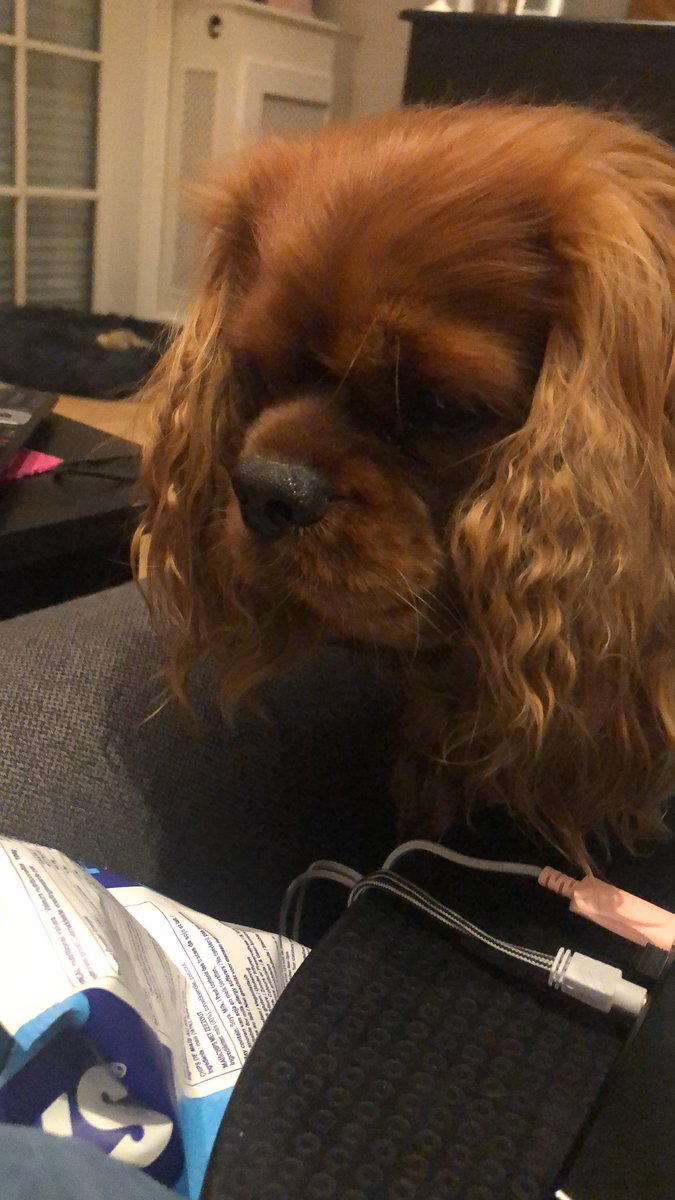 childfreemilf's tweet photo. Foto drop van mijn honden https://t.co/hADuMTJLOF