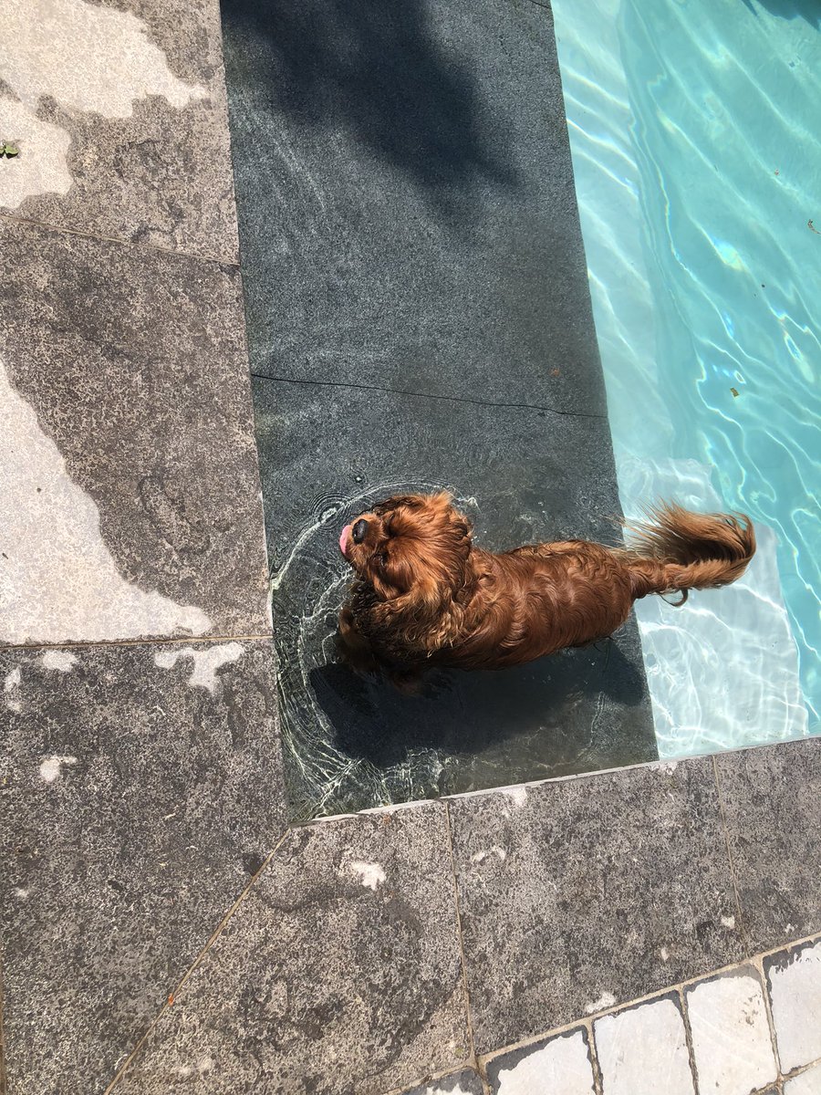 childfreemilf's tweet photo. Foto drop van mijn honden https://t.co/hADuMTJLOF