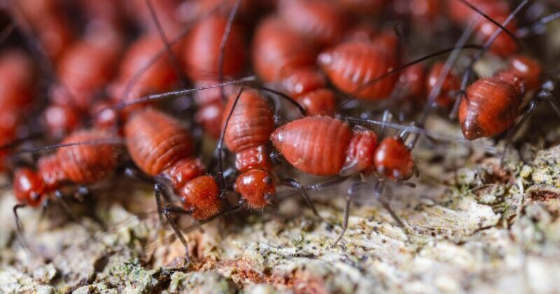 👀 Look out for these signs that will let you know it’s time to schedule #termite control and inspection services through ARQ Pest Control.