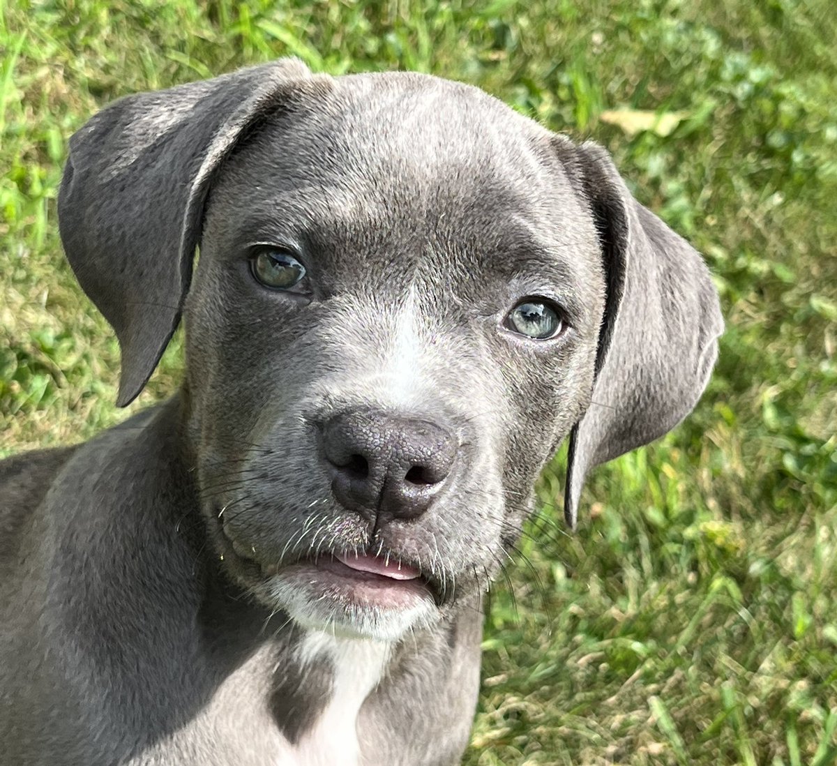 crf2256's tweet photo. Little Mister Come At Me Bro…my teeth are about as sharp as a baby shark’s  🦈 #puppy #Coop #dogsoftwitter https://t.co/zVq0zcpVpd