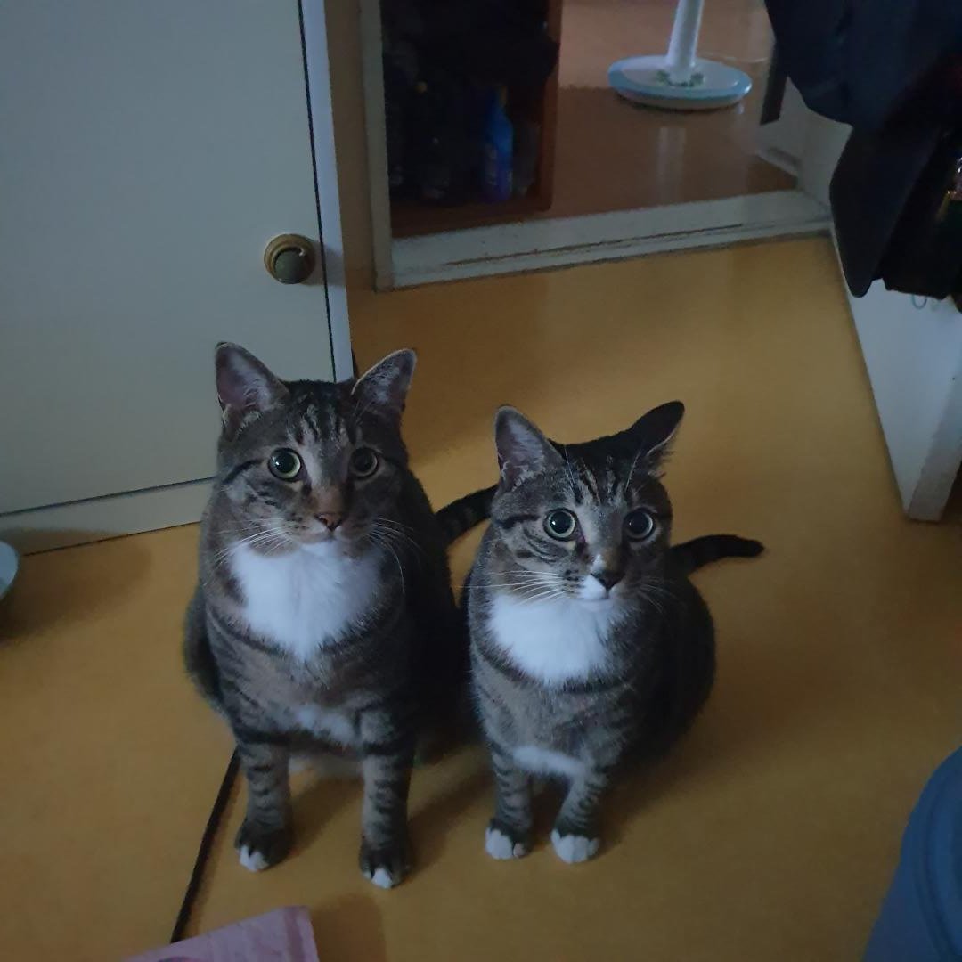 밥 안줘? 왜? 우리 루틴은 이게 아니야 오후 9시 반이 되면 석식이 나와야하잖아 하고 눈으로 요구하고 있었고 표정으로 인외생물과 소통할 수 있다는 것을 완벽히 깨닫게되었습니다