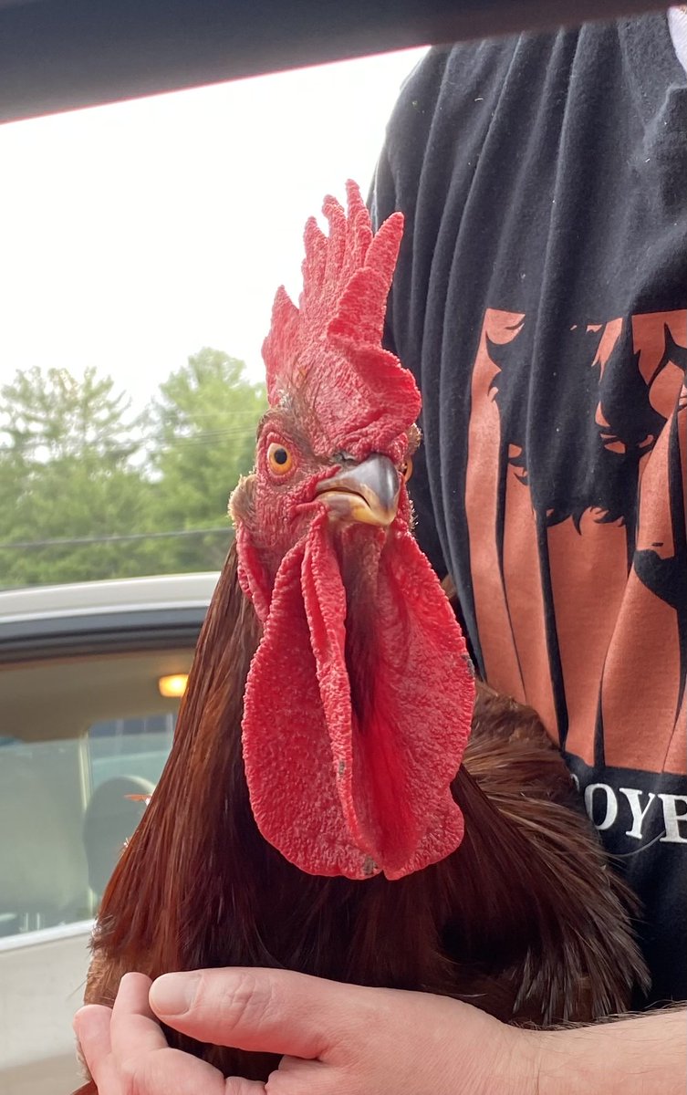 Only in Rhode Island…I pulled in to a parking lot and thought I saw a dog in a car next to me. It was not, it was a rooster! When the owner came back to his car he took his PET out to show him to me. He was gushing proudly when I then asked him to put his cock away. 🐓😆